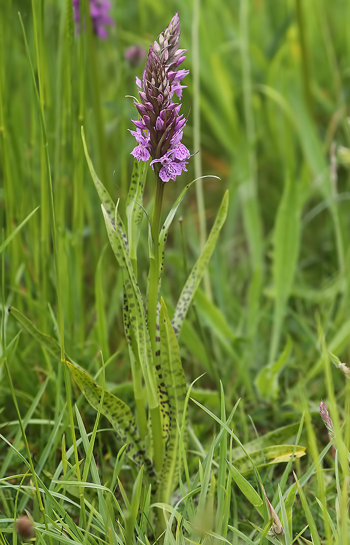 southern marsh orchid